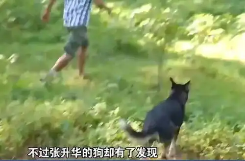 11名群众抓获企图性侵小女孩的男子后,发现男子系通缉犯,奖20万
