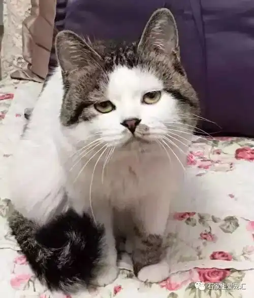 击败猫界表情包四大高手的,居然是它

