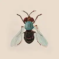 手绘昆虫插画图片素材模板下载0.18mb其他大全自然
