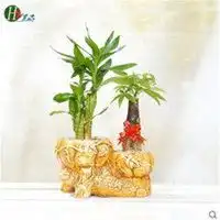 一帆风顺富贵竹微信头像微信头像图片大全
