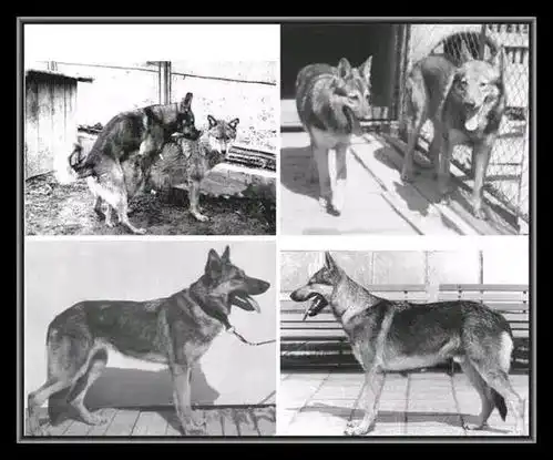捷克狼犬,似狼却非狼,不仅帅气逼人价格也让人望而却步
