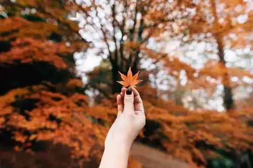 岁月无恙,便是流年里最美的秋美文
