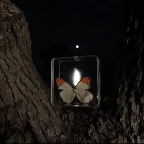 荡荡在湖面上,没有绳索的羁绊
