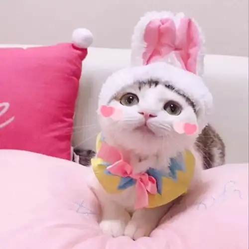 我穿过人潮街道却做不了你怀里的猫
