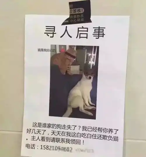 狗子们千万别想着离家出走,小心丢脸丢到全世界
