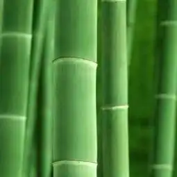 中华美篇精英群全体群友微信头像敬请大家欣赏下篇
