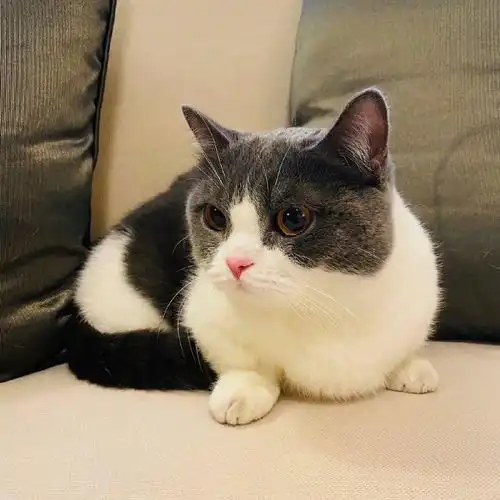 微信头像有点好看
