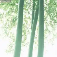 简约白底阳光微信头像图片大全
