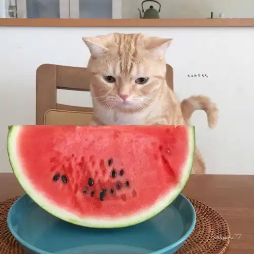 猫咪可爱图片
