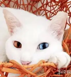 治愈系可爱喵星人大合集撸猫的感觉让人无法自拔
