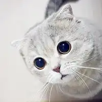 可爱至极的萌系猫咪微信头像图片
