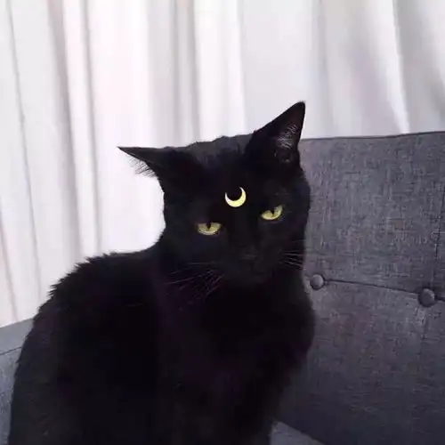 这一波,全是猫
