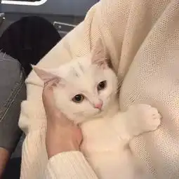 这一波,全是猫
