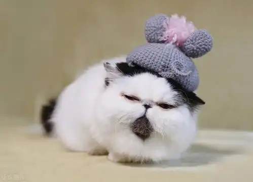 国际爱猫日,今天你吸猫了吗
