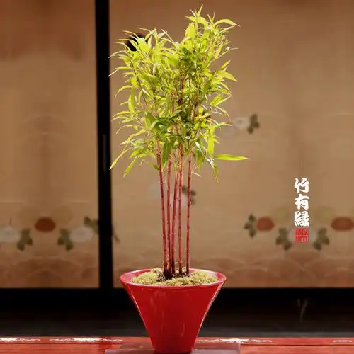 红竹红运竹红寒竹红色竹子发财竹子苗庭院阳台室内绿植竹盆栽景竹
