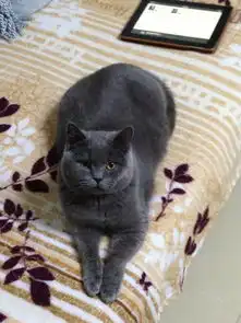 女朋友喜欢养猫,明天是520,送什么比较好呢
