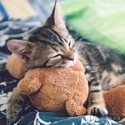 猫喵咪呀
