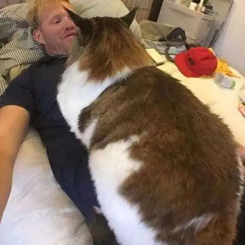 喵中巨人之缅因猫,你以为只是个大块头它却是个王者
