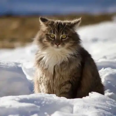 猫控专属高清头像背景猫咪
