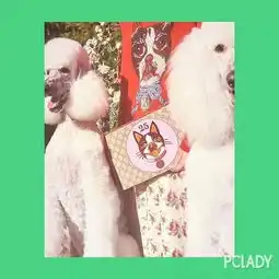 时髦精lvgucci恰到好处的卖萌,满足你的萌系少女心
