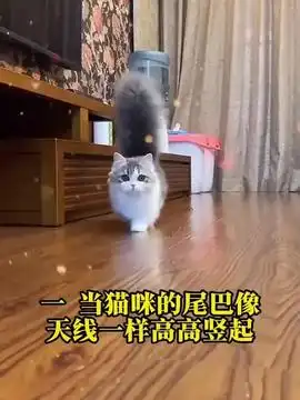 大橘为民除害萌宠猫咪猫咪的迷惑行为我和我的猫治愈系
