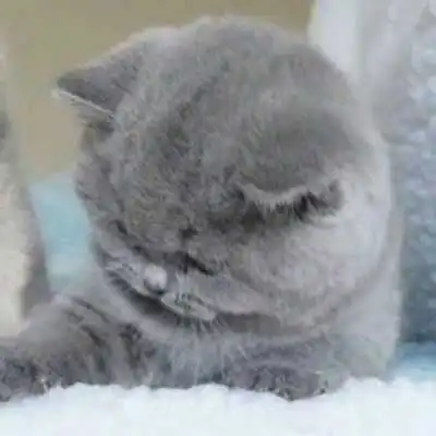 猫的情侣头像一左一右一对两张不带人猫咪情侣头像

