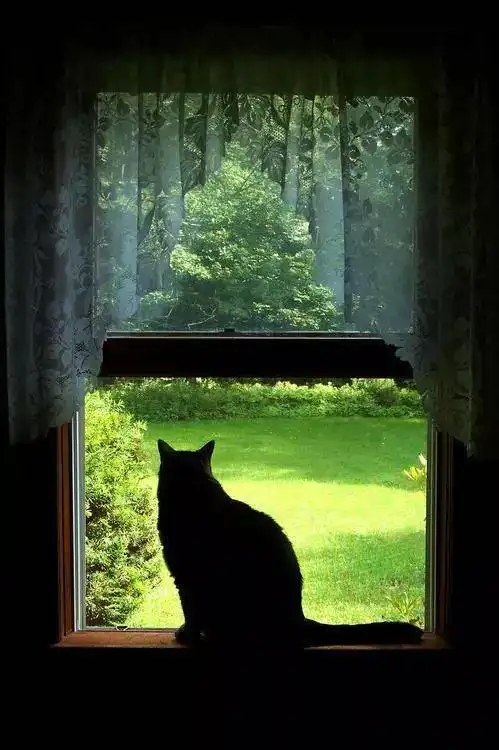 治愈系美猫
