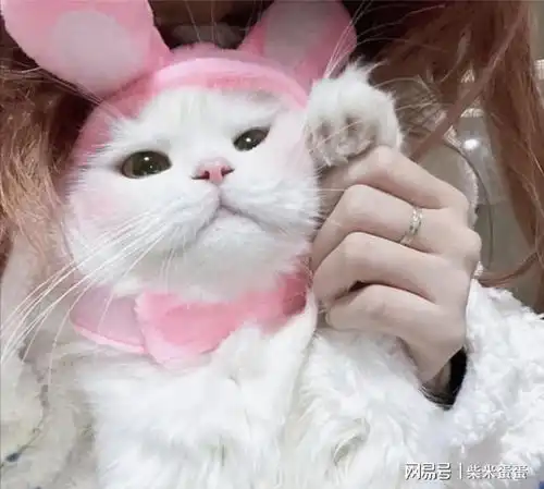 会背叛主人的猫,往往有这7个特征,要注意了

