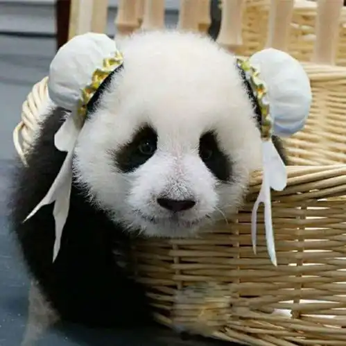 萌系头像
