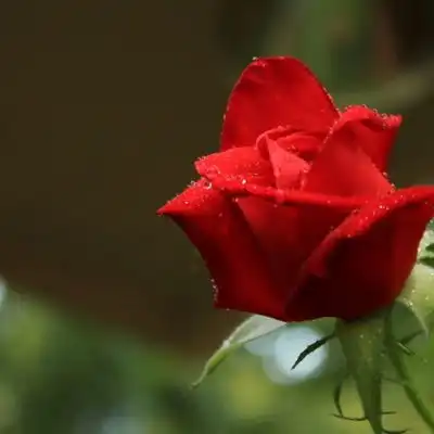 妖艳的红玫瑰微信头像图片,红玫瑰头像暗示我爱我
