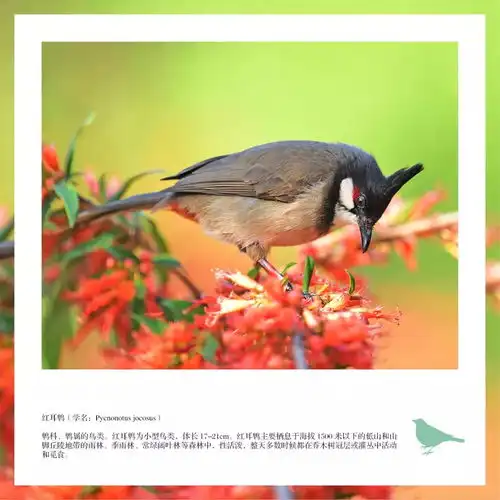 2018年的第一个周末,东莞市民摄影周在东城同沙生态公园开幕
