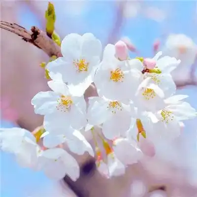 2023最新唯美花开风景头像
