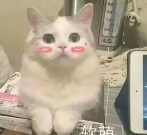 猫奴等级自测,你是资深猫奴了么
