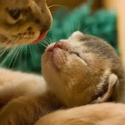猫与爱
