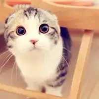 可爱至极的萌系猫咪微信头像图片
