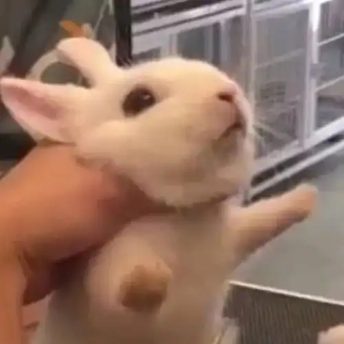 可爱萌系头像
