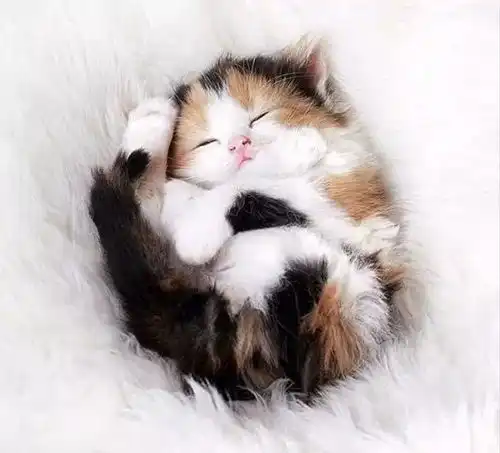 最萌不过小奶猫治愈系专属
