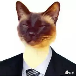 正宗的学术喵就是这样炼成哒..
