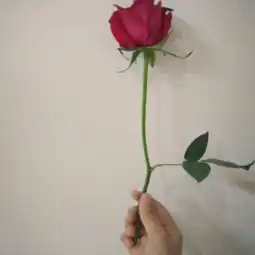 红玫瑰图片,红玫瑰图片大全
