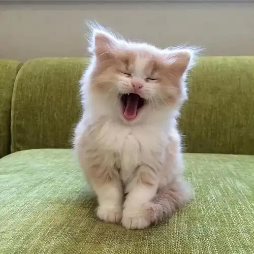 一组治愈系的小奶猫图片,每一张都萌化了
