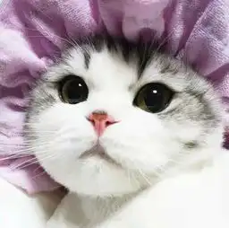 幸福田园生活萌照治愈系猫猫
