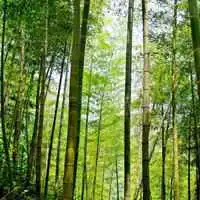 淡雅的竹林头像绿色清新竹林头像大图微信头像图片大全
