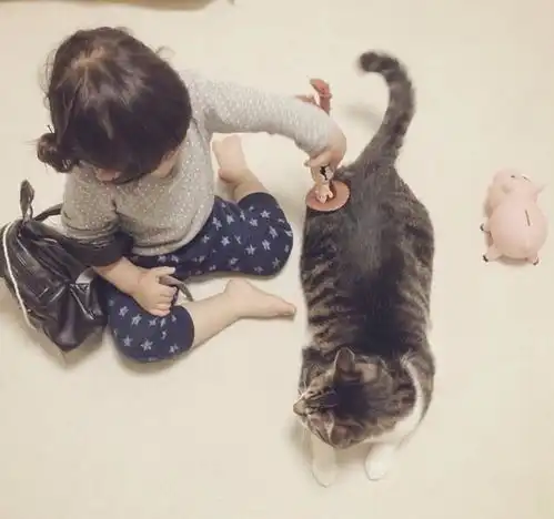 给孩子养猫的好处和坏处,铲屎官快来看看吧
