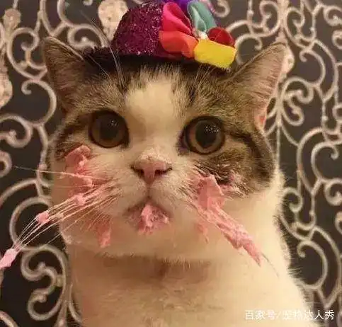 猫咪惹事被主人丢到床上,摆出这个动作后,主人吓得没脾气
