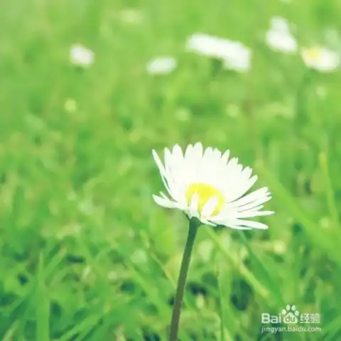 怎么样才可以拍到好照片
