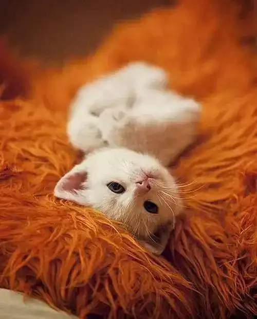 治愈系美猫
