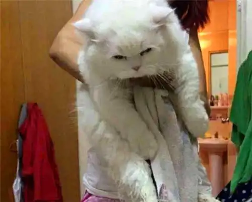 男友出差将猫咪送去女友家寄养,三月回来后看见猫,却哭着闹分手
