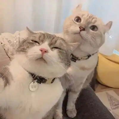 猫系列的情侣头像一左一右2020年两个猫咪的情头超萌版
