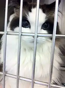 美喵大合集

