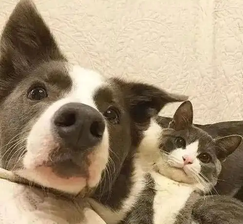 猫咪比狗狗聪明吗科学家终于有了答案

